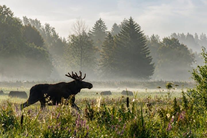 Rovaniemi: Unlimited-KM Moose & Arctic Wildlife Safari