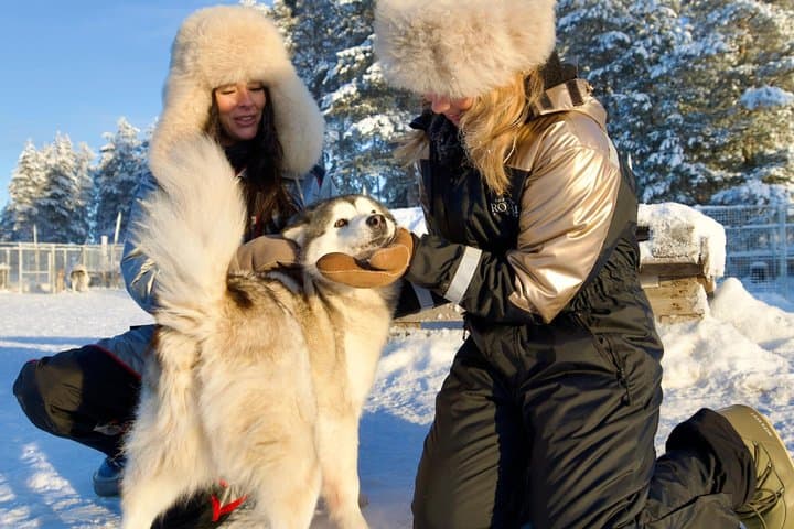 Rovaniemi Lapland Husky Experience 5km