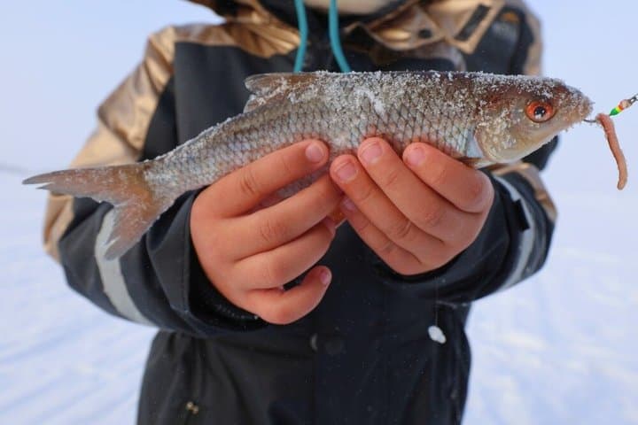 Husky Ride, Reindeer Ride and Ice Fishing One Day Experience
