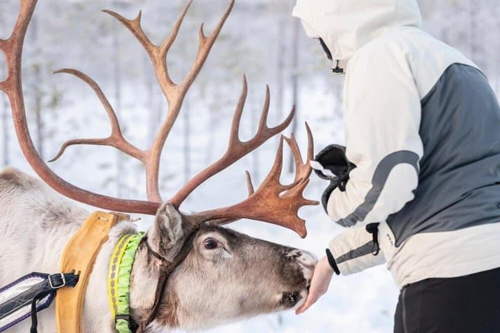 Husky Ride, Reindeer Ride and Ice Fishing One Day Experience
