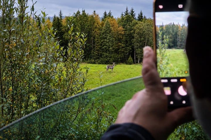 Rovaniemi: Unlimited-KM Moose & Arctic Wildlife Safari