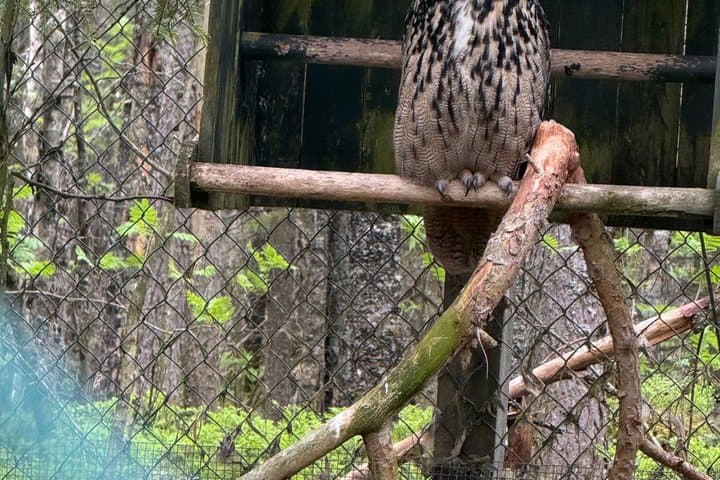 Rovaniemi: Ranua Zoo and Toy Museum, Fazer shop-tickets included