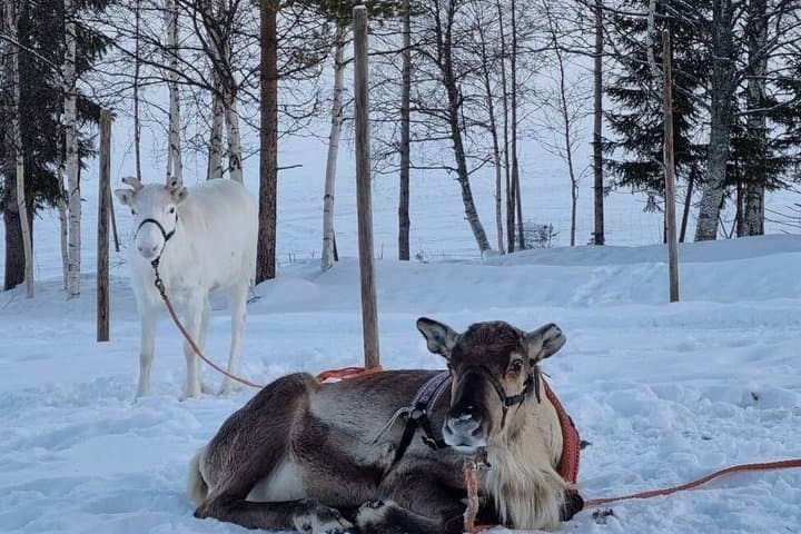 Rovaniemi: Reindeer Farm Experience & Photography