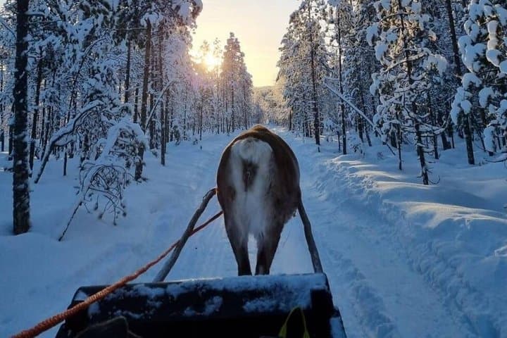 Rovaniemi: Reindeer Farm Experience & Photography