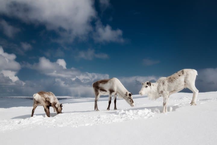 Rovaniemi Reindeer Adventure: 500m Sleigh Ride