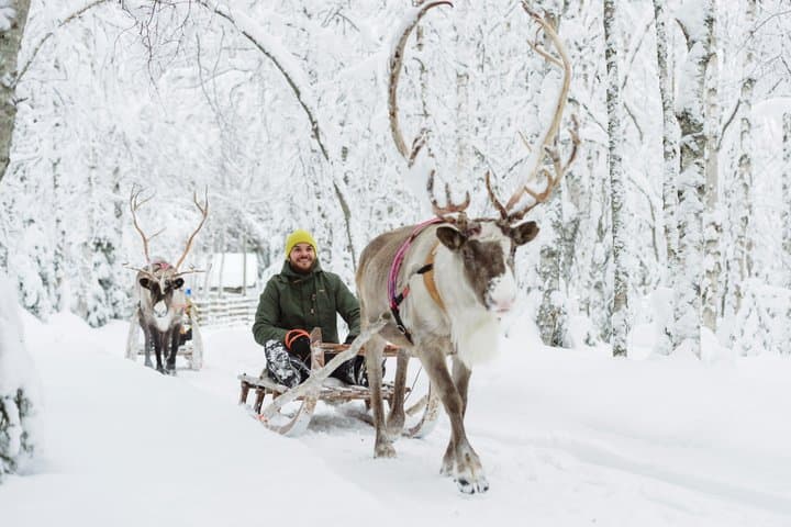Rovaniemi Reindeer Adventure: 500m Sleigh Ride