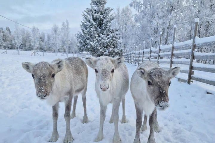 Private and Reindeer Farm Visit near Rovaniemi