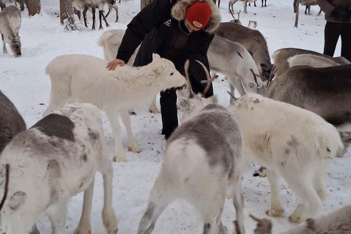 Reindeer Farm Visit and Snowshoe Adventure in wilderness Village