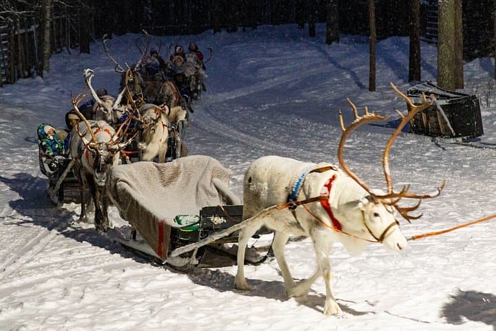 Reindeer Farm Visit with Reindeer Safari - Rovaniemi
