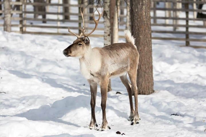 Rovaniemi : Ranua Wild Life Park Tour with Transfers