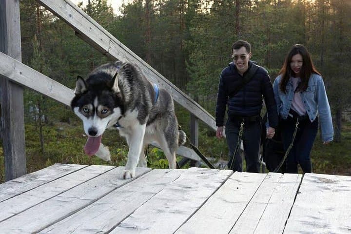 A Husky Walk To Remember In Lapland