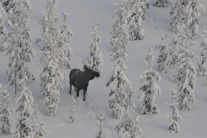 Levi Wildlife and Moose Tour