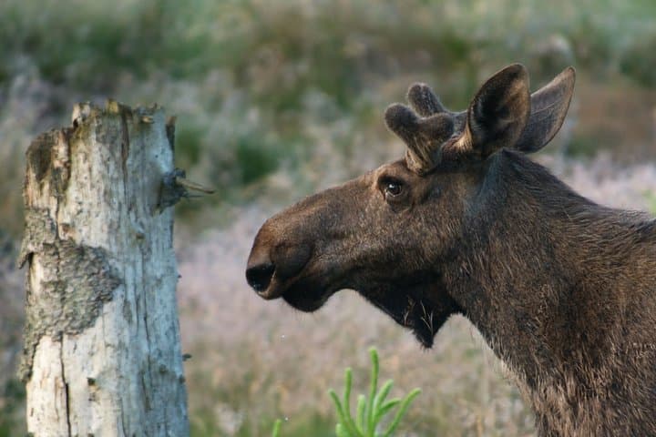 Levi Wildlife and Moose Tour