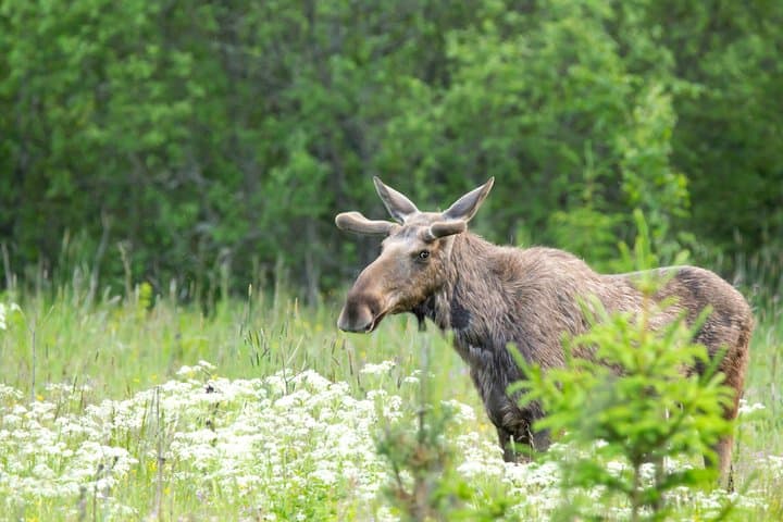 Levi Wildlife and Moose Tour