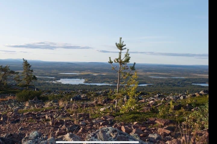 Levi Wildlife and Moose Tour