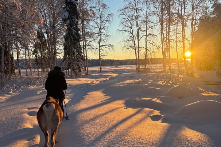 ROVANIEMI: Reindeer Farm Visit and Walking