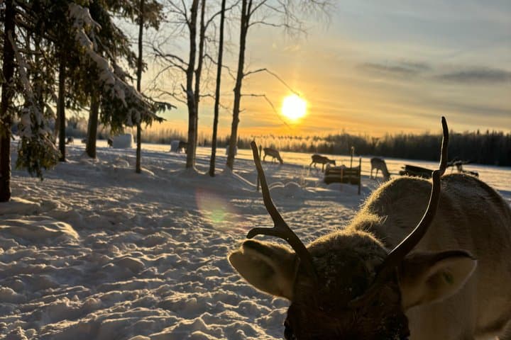 ROVANIEMI: Reindeer Farm Visit and Walking