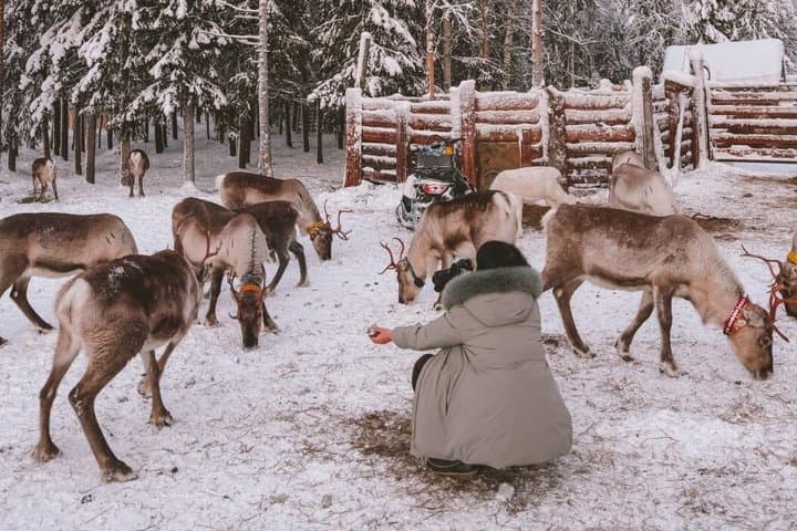 ROVANIEMI: Reindeer Farm Visit and Walking