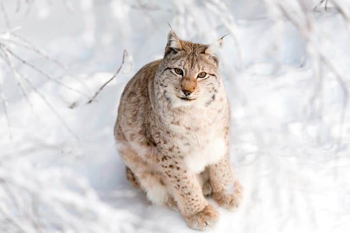 Rovaniemi : Ranua Wild Life Park Tour with Transfers